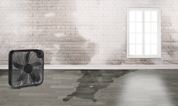 Best Carpet water damage restoration  in Ebensburg, PA